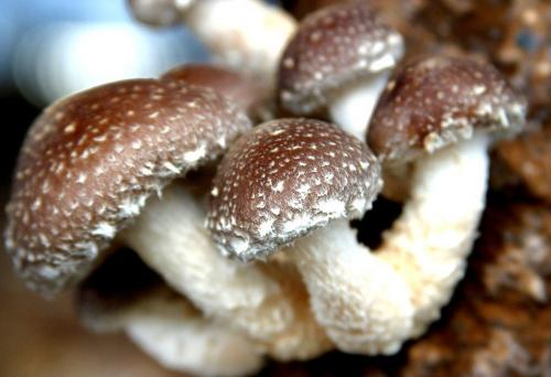 食用菌LOGO征集还有10天截止,2万元大奖花落谁家